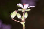 Redstem stork's bill